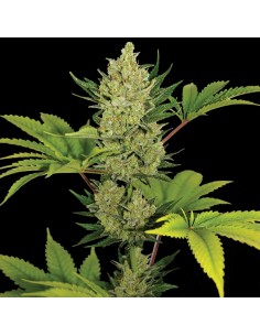 Blueberry Cheese Auto