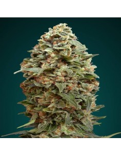 Afghan Skunk