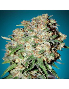 Critical