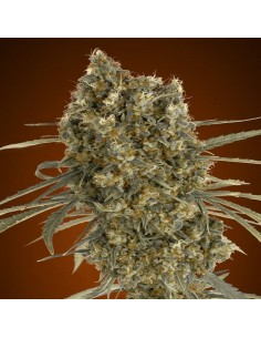Auto Jack Herer