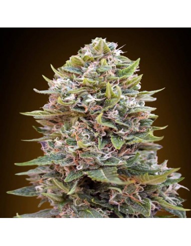 Auto Cheese Berry