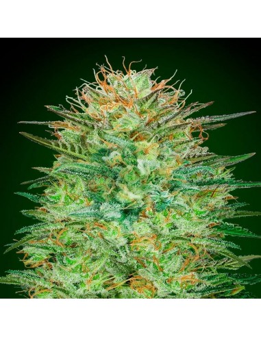 Auto Sweet Critical