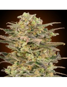 Somango Glue