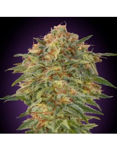 Zkittlez