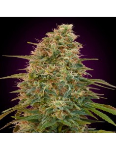 Auto Zkittlez