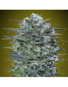 Critical Lemon