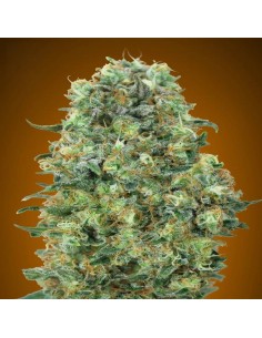 Critical Mass