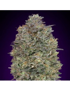 Critical Purple Kush