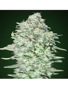 OG Kush SFV