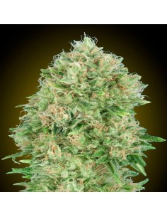 Pineapple Glue
