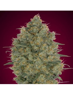 Strawberry Gum
