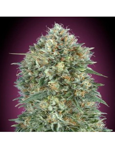Auto Gelato 33