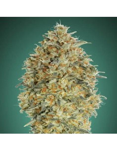 Auto Gorilla Blue