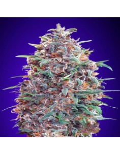 Auto Purple Diesel