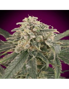 Auto Amnesia XXL