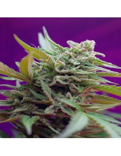 Black Jack Auto