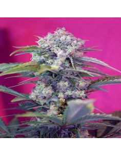 Cream Mandarine