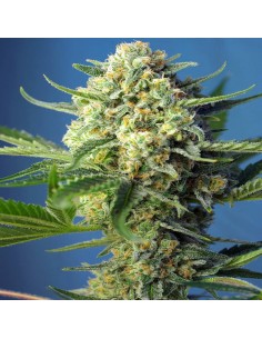 S.A.D. auto