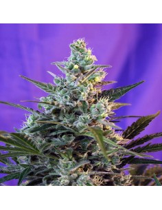 Sweet Skunk Auto