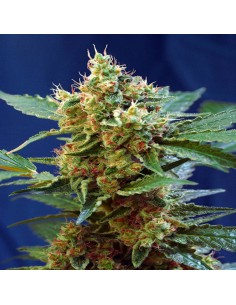 Cream Mandarine XL Auto