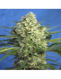 Jack 47 XL Auto