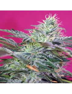Sweet Cheese Auto