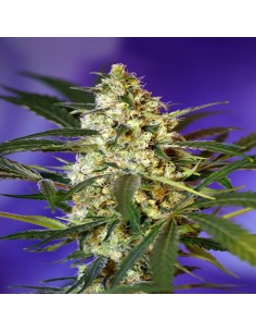Fast Bud Auto