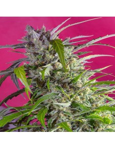 Crystal Candy Auto