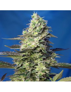 Green Poison XL Auto