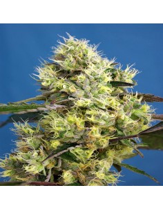 Sweet Gelato Auto