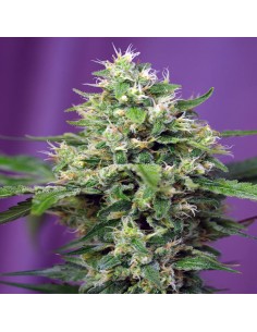 Sweet Amnesia Haze XL Auto