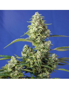 Gorilla Girl XL Auto