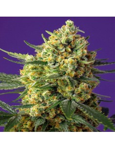 Crystal Candy XL Auto