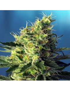 Sweet Pure CBD