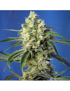 Green Poison CBD