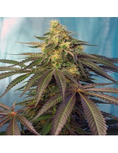 Cream Caramel CBD