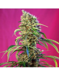 Black Jack CBD