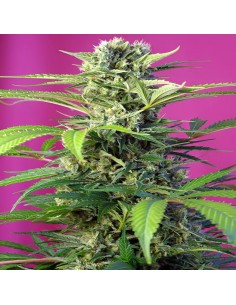 Chem Beyond Diésel CBD
