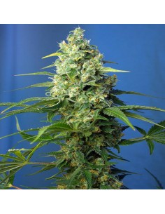 Honey Peach Auto CBD