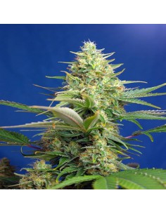 Sweet Pure Auto CBD