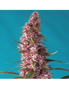 Red Pure Auto CBD