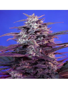 Bloody Skunk