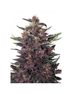 Buddha Purple Kush
