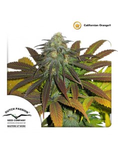 Californian Orange