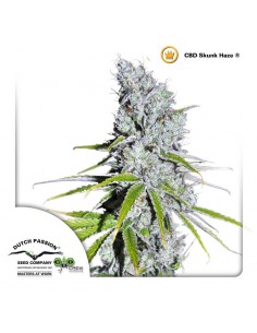 CBD SkunkHaze