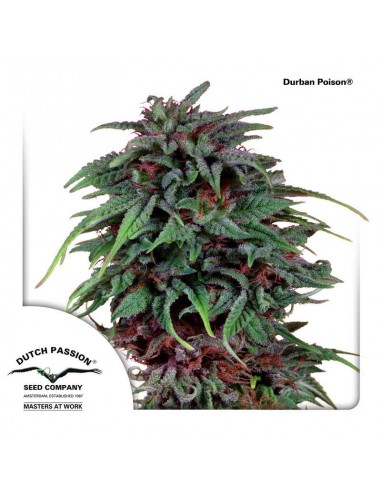 Durban Poison