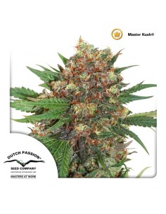 Masterkush