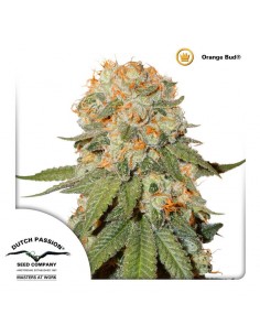 Orange Bud