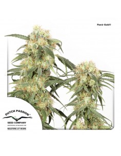 Pamir Gold