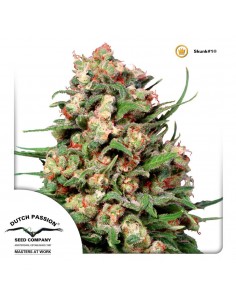 Skunk 1